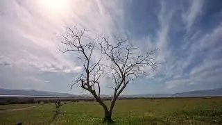 8K Stock Video - Timelapse of single tree silhouetted against the sky
