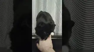 предатель 