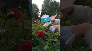 георгиновый экспромт)🌹