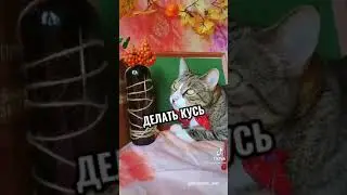 это школа для котов