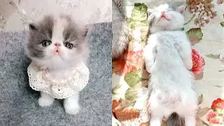 Baby Cats - Cute & Funny Cat Videos Compilation #8