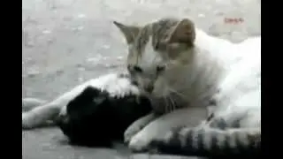 Милость Аллаха (наглядно)