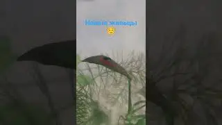 щитни с креветосами