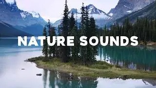 4 Hours of Relaxing Lakeside Nature Sounds