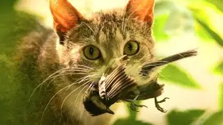 The cruel world of cat predators!