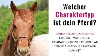 So kannst du ganz einfach herausfinden was für ein Charakter dein Pferd ist