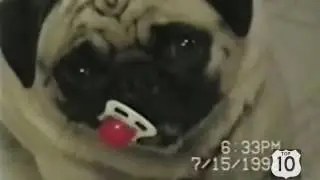сабачьки