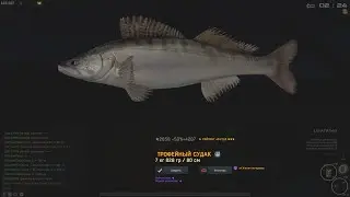 Fisher Online: Печора, судак