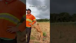 Foi pra cima #piadadodia #shortsyoutube #pecuaria #cachorros