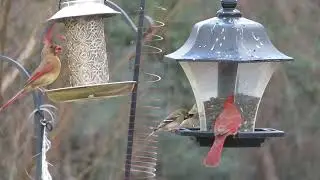 Birdcam 20250209