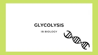 IB Biology: Glycolysis
