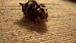 Baby sugar gliders