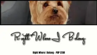 "Right Where I Belong" lyrics - PUP STAR