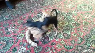 Кот Лаки и Чихуахуа Эмели!!!