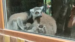Парк Миниатюр 🌲 Кошачьи Лемуры (пополнение) УРА ☺️☺️