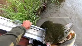 Рекордный сом сезона на блесну!