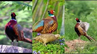 amazing bird on the earth unbilievable bird behavior #Shorts  160