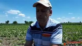 Сахарная свекла второй месяц, эффект химобработок.