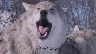 ☯ волчонок ☯