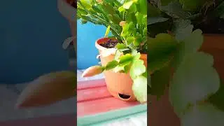 Декабрист вновь зацвёл. 🌺 Второй раз в этом году.