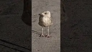 Baby-Möwe am Seefischmarkt Kiel (Jungmöwe/Silbermöwe)