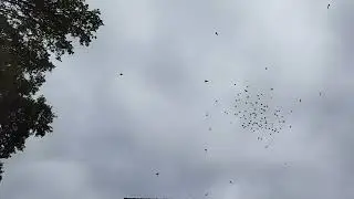 Вечерний полёт голубей. 09.10.2025г.