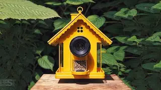 Best Bird Feeder Camera 2024: Top 5 Picks for Every Budget & Bird Lover