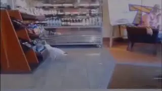 Джавид Озвучил Чайку 😂
