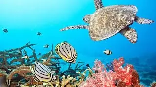 Fundo do Mar 4k - Peixes, Corais e Algas Marinhas