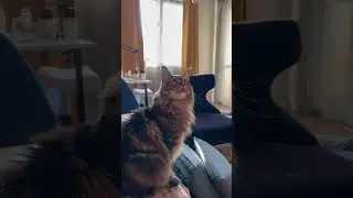 🐱🤣Кот Мейн-Кун 