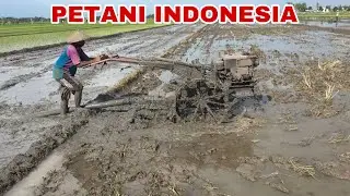 PETANI INDONESIA BERSEMANGAT MEMBAJAK SAWAH DENGAN TRAKTOR #tractor