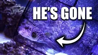 Complete saltwater aquarium makeover - The king of DIY