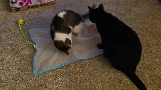 Cats playing with their toys and Rose has a little zoomie moment.