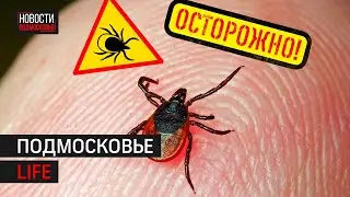 Надёжная защита от клещей и школа креатива в Королёве: Подмосковье LIFE