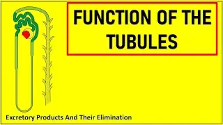 FUNCTION OF THE TUBULE || Question Oriented Topic