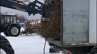 МТЗ ГРУЗИТ СЕНО в ГАЗЕЛЬ. БОЛЬШИЕ КОРОВЫ.