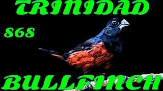 Trinidad Bullfinch  rolls