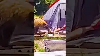 사람이 있는 텐트를 기웃거리던 곰