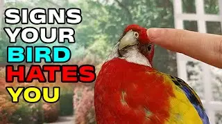 Signs Your Bird HATES You!