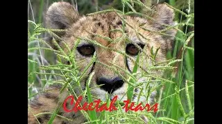 Cheetah Tears - African Savanna Wildlife
