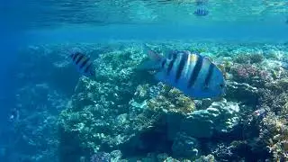 Шарм эль шейх пляж El Fanar