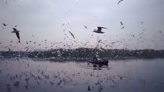Birds Around Died Man Boat