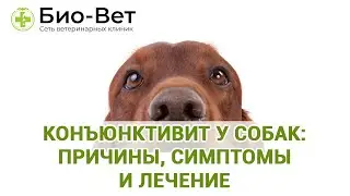 Конъюнктивит у Собак: Причины, Симптомы и Лечение // Сеть Ветклиник БИО-ВЕТ
