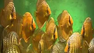 7 month old discus in a 2200 liter aquarium