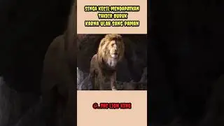 awal mula sang raja hutan dikudeta saudaranya, part 1