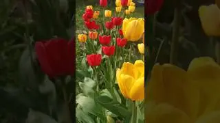 #shorts #spring #2024 #russia #flowers #весна #тюльпаны