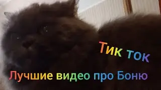 Лучшие видео про Боню тик ток Часть 1