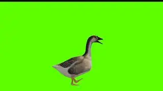 Duck Green Screen || no copyright || Mr. Green
