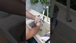 mavi yengeç temizleme