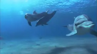 MEDWYN GOODALL - Dolphin Companion (Music for Relaxation & Meditation)